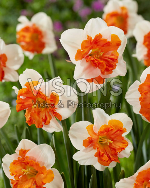 Narcissus Heartbeat Narcissus Heartbeat