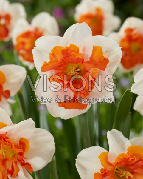 Narcissus Heartbeat