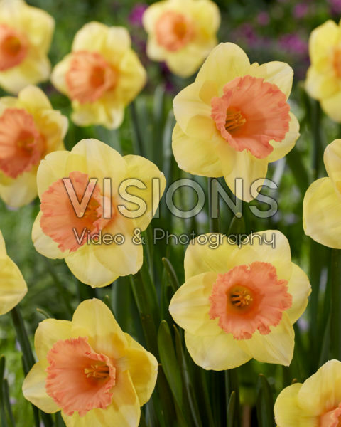 Narcissus Color Magic Narcissus Color Magic
