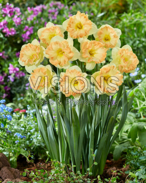 Narcissus Easter Party Narcissus Easter Party