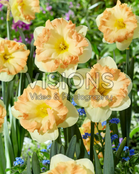 Narcissus Easter Party Narcissus Easter Party