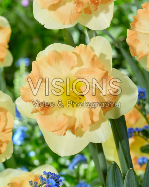 Narcissus Easter Party Narcissus Easter Party