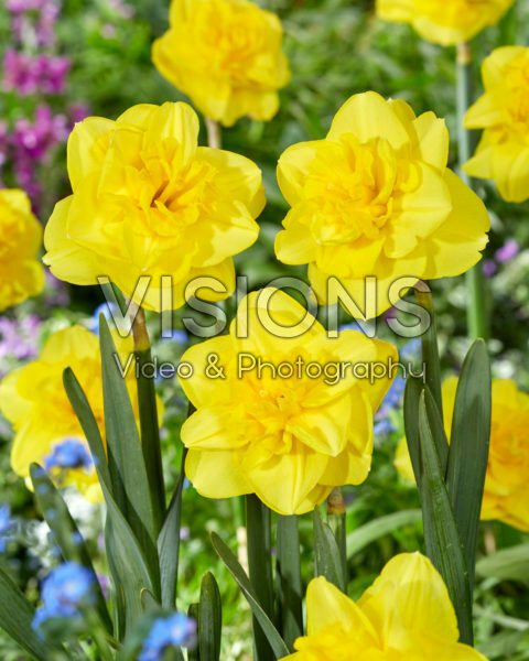 Narcissus Yellow dream Narcissus Yellow dream