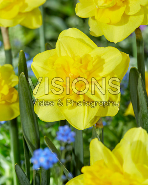 Narcissus Yellow dream Narcissus Yellow dream