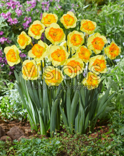 Narcissus Berlin