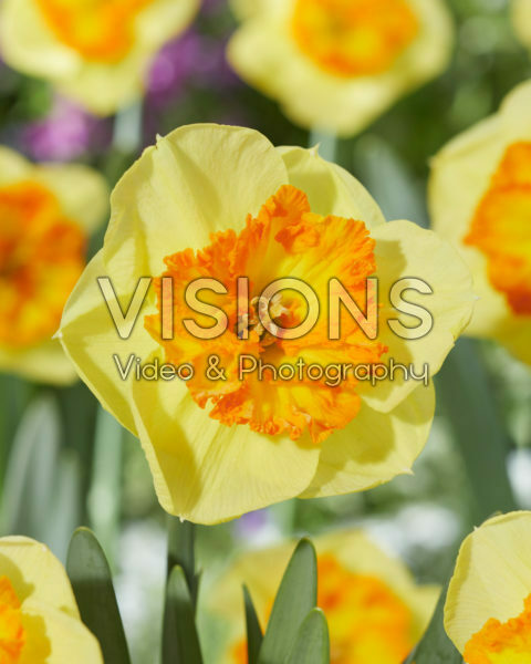 Narcissus Berlin Narcissus Berlin