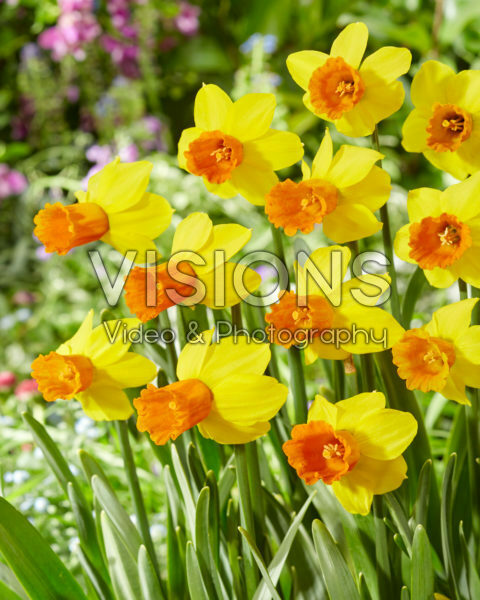Narcissus Jetfire Narcissus Jetfire