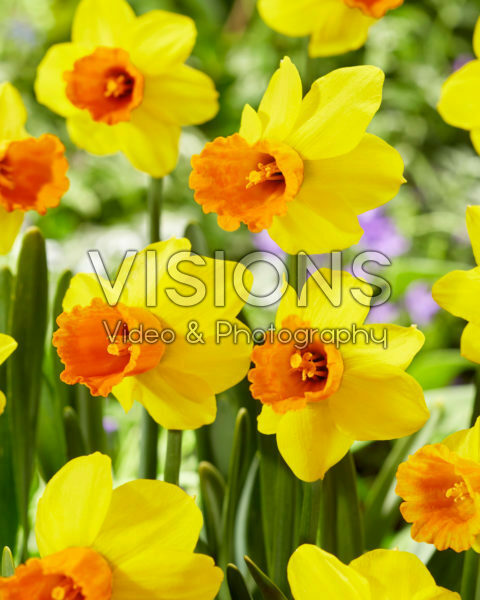 Narcissus Jetfire Narcissus Jetfire