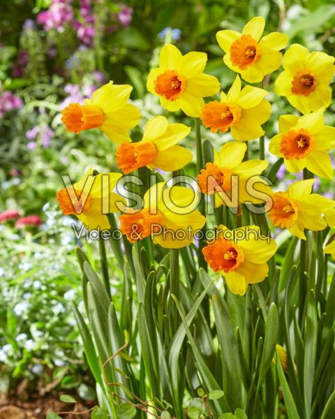 Narcissus Jetfire