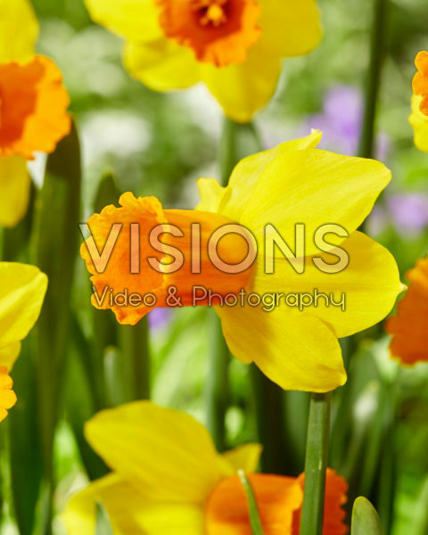 Narcissus Jetfire Narcissus Jetfire