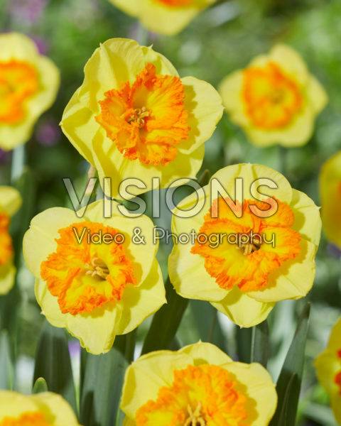 Narcissus Berlin