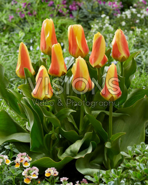 Tulipa Jumbo