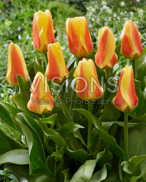 Tulipa Jumbo