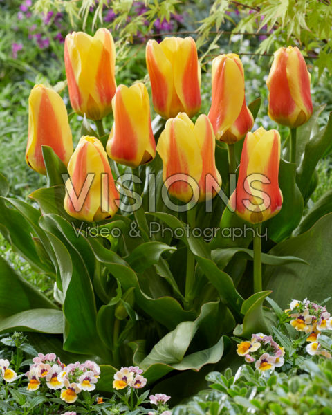 Tulipa Jumbo