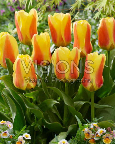 Tulipa Jumbo