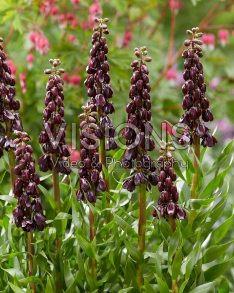 Fritillaria persica Purple Dynamite