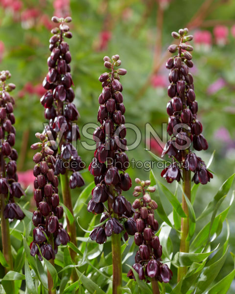 Fritillaria persica Purple Dynamite