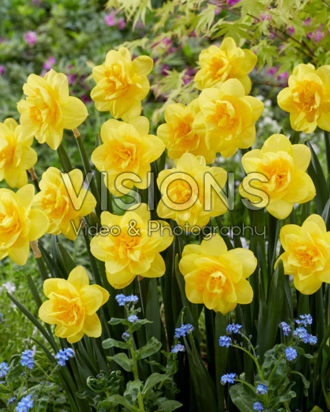 Narcissus Crackington Narcissus Crackington