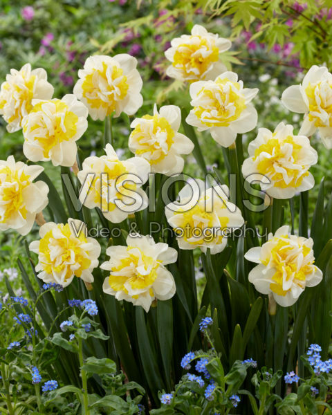 Narcissus Lennart Narcissus Lennart