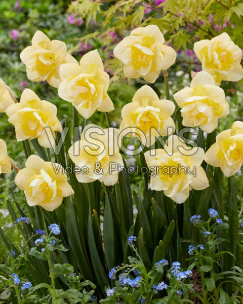 Narcissus Angor Narcissus Angor