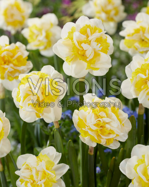 Narcissus Lennart Narcissus Lennart