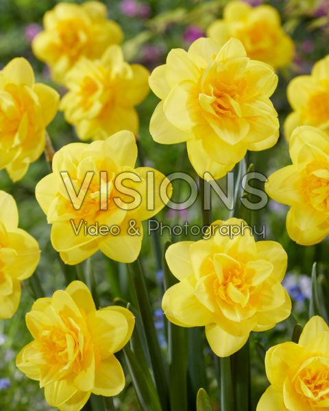 Narcissus Crackington Narcissus Crackington
