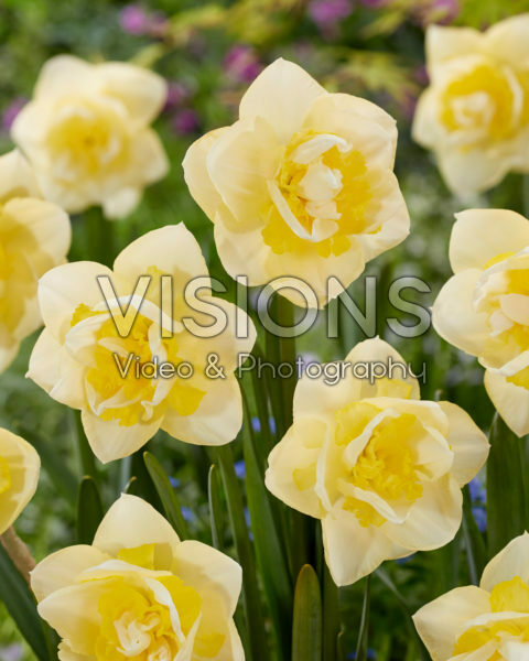 Narcissus Angor Narcissus Angor