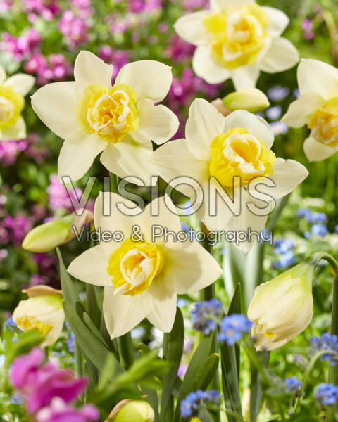 Narcissus Popeye Narcissus Popeye
