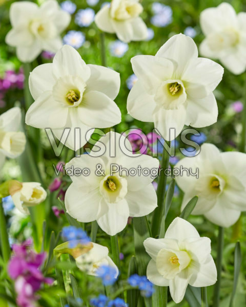 Narcissus Snowboard Narcissus Snowboard
