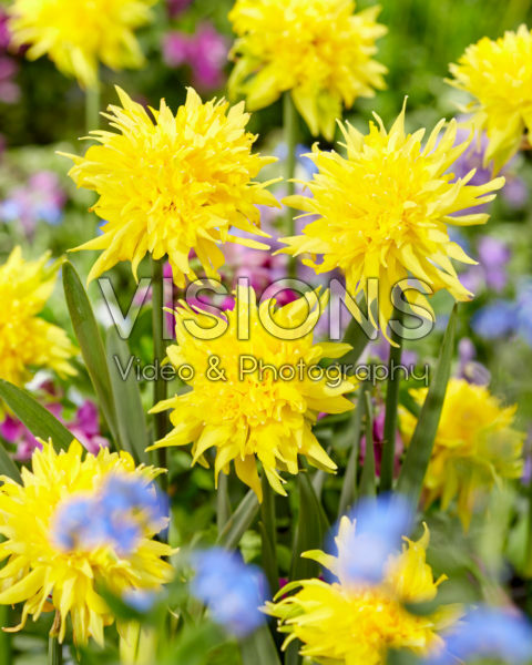 Narcissus Rip van Winkle Narcissus Rip van Winkle