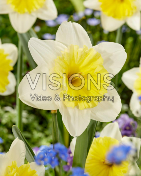 Narcissus Ice Follies Narcissus Ice Follies