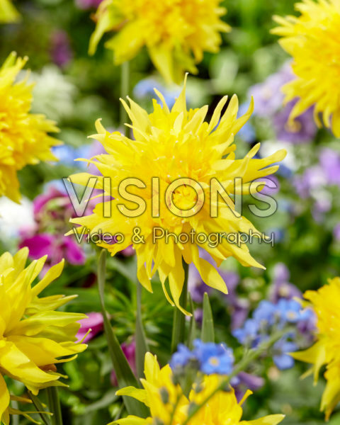 Narcissus Rip van Winkle Narcissus Rip van Winkle