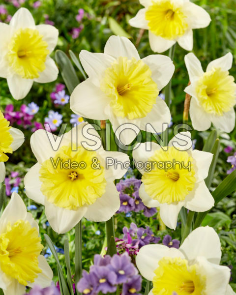 Narcissus Ice Follies Narcissus Ice Follies