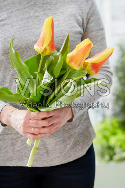 Tulipa Jumbo