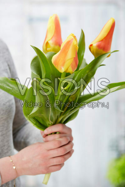 Tulipa Jumbo