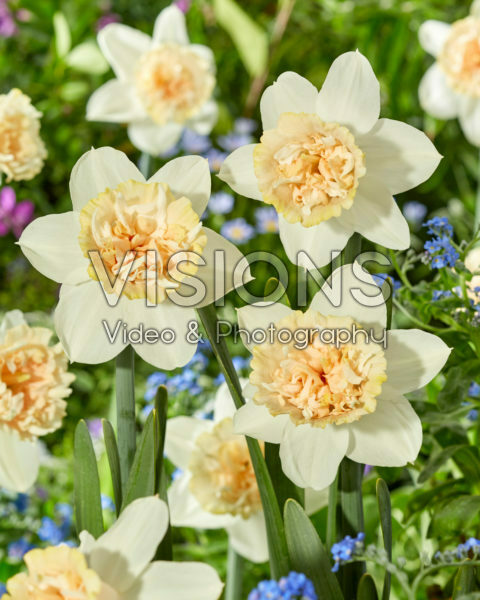 Narcissus Petit Four Narcissus Petit Four