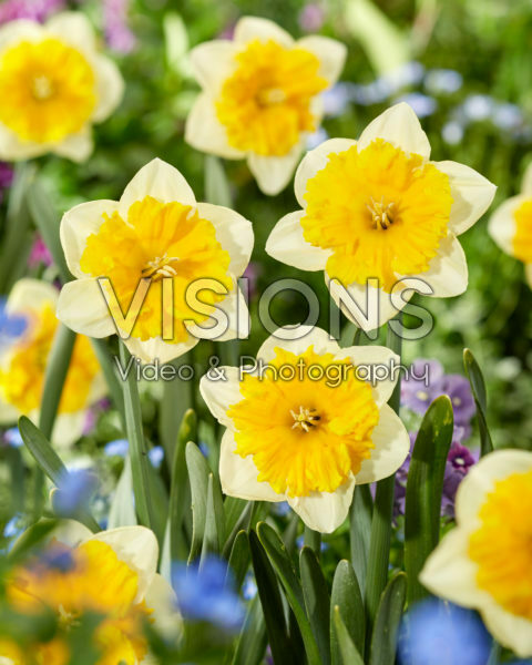 Narcissus Gabriël Kleiberg Narcissus Gabriël Kleiberg