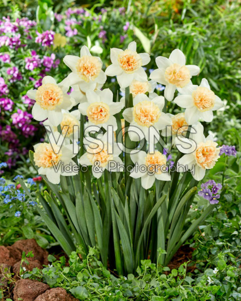 Narcissus Petit Four Narcissus Petit Four