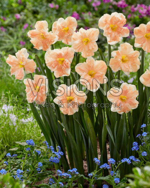 Narcissus Apricot Whirl