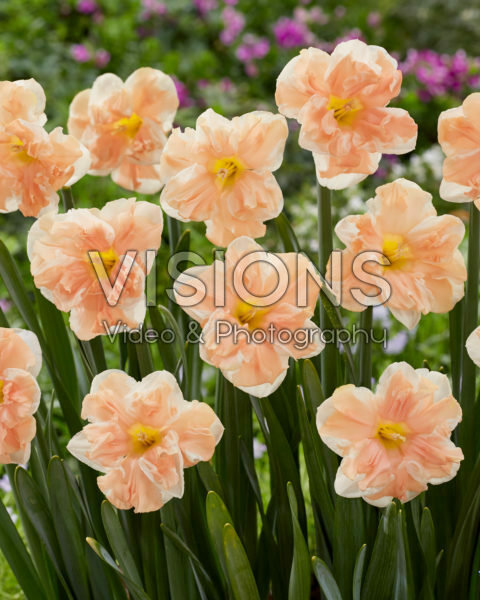 Narcissus Apricot Whirl Narcissus Apricot Whirl