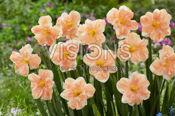 Narcissus Apricot Whirl Narcissus Apricot Whirl