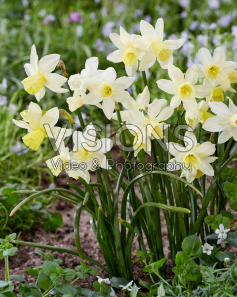 Narcissus Sailboat Narcissus Sailboat