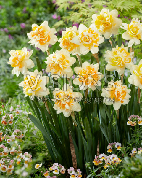Narcissus Peach Cobbler