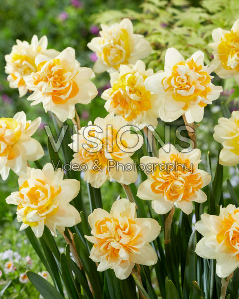 Narcissus Peach Cobbler Narcissus Peach Cobbler