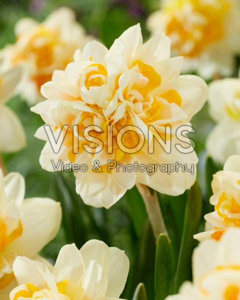 Narcissus Peach Cobbler Narcissus Peach Cobbler