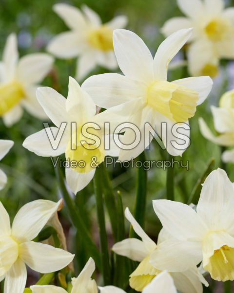 Narcissus Sailboat Narcissus Sailboat
