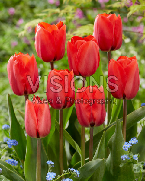 Tulipa Red Soldier