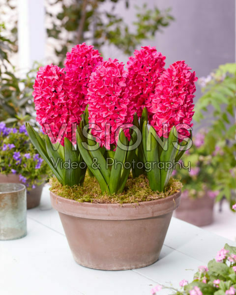 Hyacinthus Amore Hyacinthus Amore