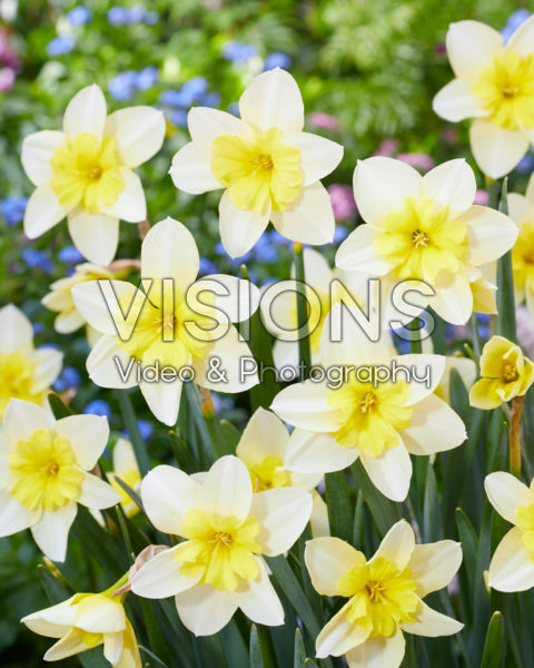 Narcissus Bella Estrella