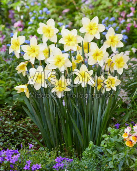 Narcissus Bella Estrella Narcissus Bella Estrella